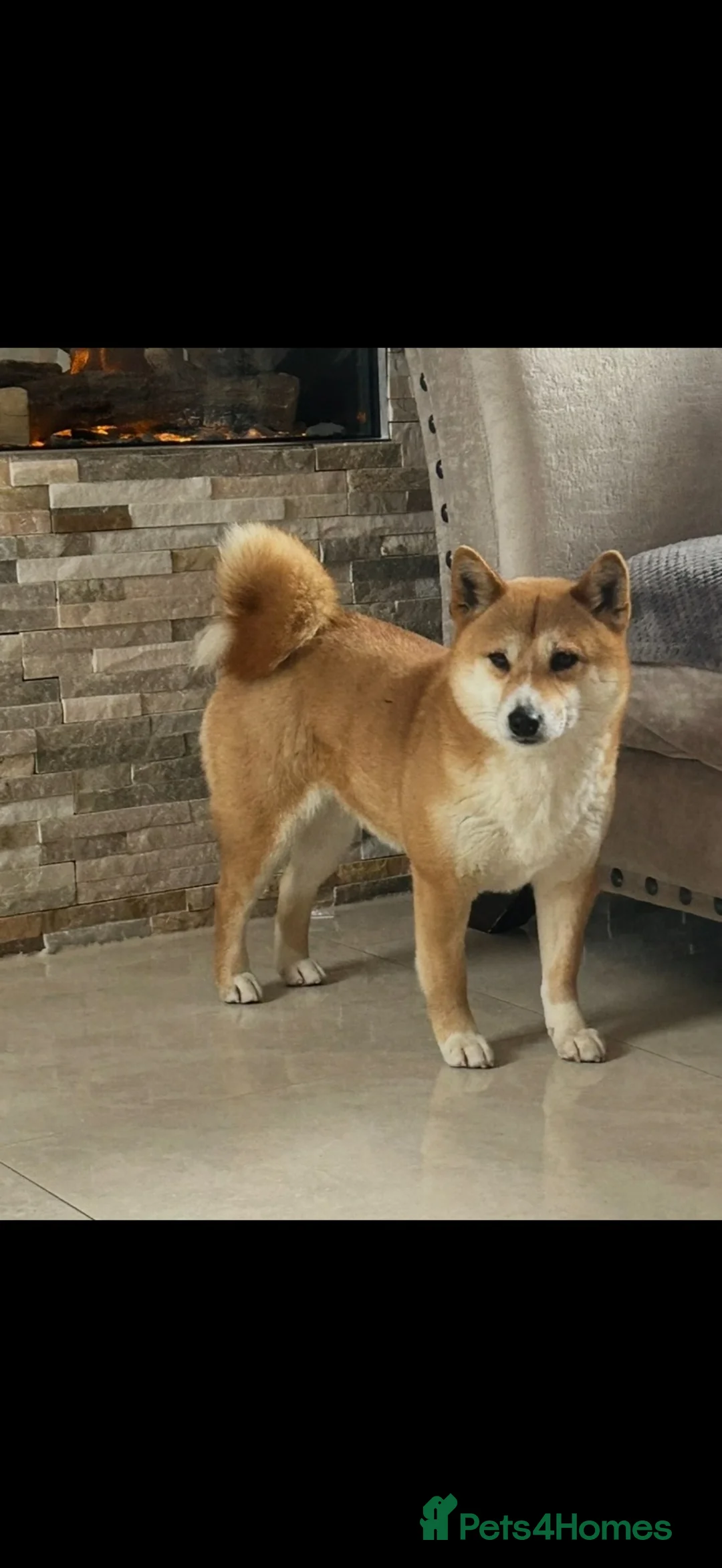Japanese Shiba Inu dogs for sale: Two beautiful Shiba girls ❤️🐾 - Advert 1
