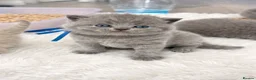 British Shorthair cats for sale: 🔥 GCCF KITTENS CHOCOLATE BLUE LILAC CHAMPION  - Advert 2