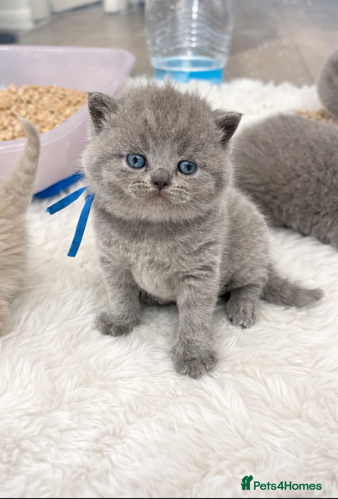 British Shorthair cats for sale: 🔥 GCCF KITTENS CHOCOLATE BLUE LILAC CHAMPION  - Advert 2