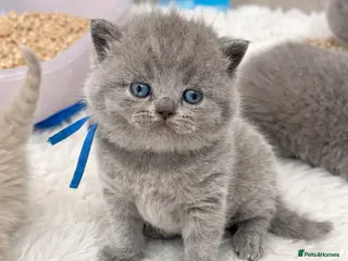 British Shorthair cats 🔥 GCCF KITTENS CHOCOLATE BLUE LILAC CHAMPION - Advert 6