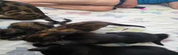 Bengal cats for sale: Stunning Bengal Cross Kittens - Advert 12