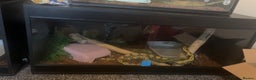 Python Snake reptiles for sale: Dwarf Reticulated python  - Advert 2