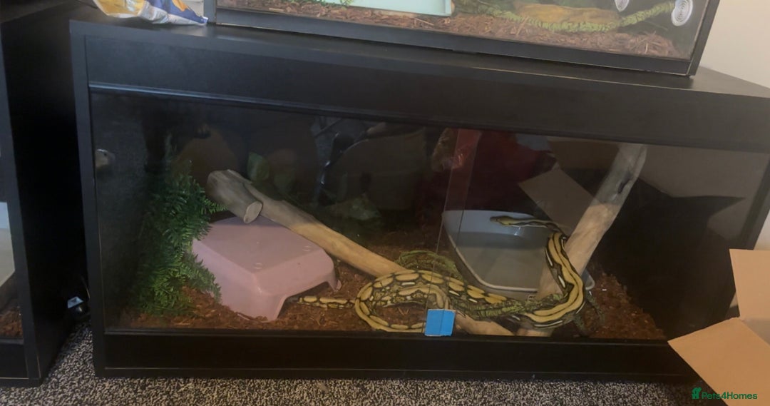 Python Snake reptiles for sale: Dwarf Reticulated python  - Advert 2