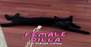Mixed Breed cats - Advert 5