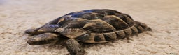 Tortoise reptiles for sale: Tortoises  - Advert 4