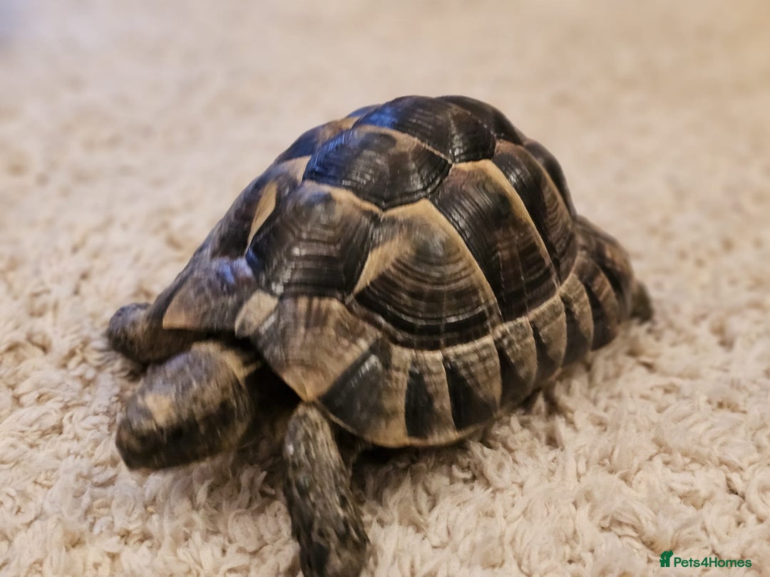 Tortoise reptiles for sale: Tortoises  - Advert 4