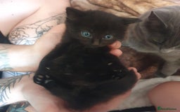 British Longhair cats for sale: Beautiful Black kittens (1 left 4 sold) - Image 2