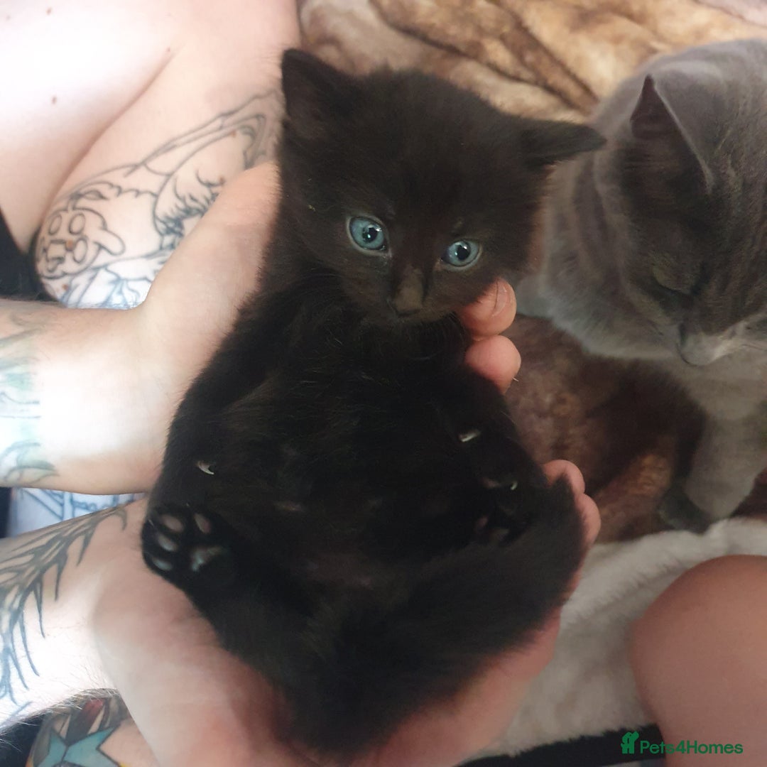 British Longhair cats for sale: Beautiful Black kittens (1 left 4 sold) - Image 2
