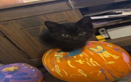 Mixed Breed cats for sale: Ragdoll/domestic shorthair  - Image 25