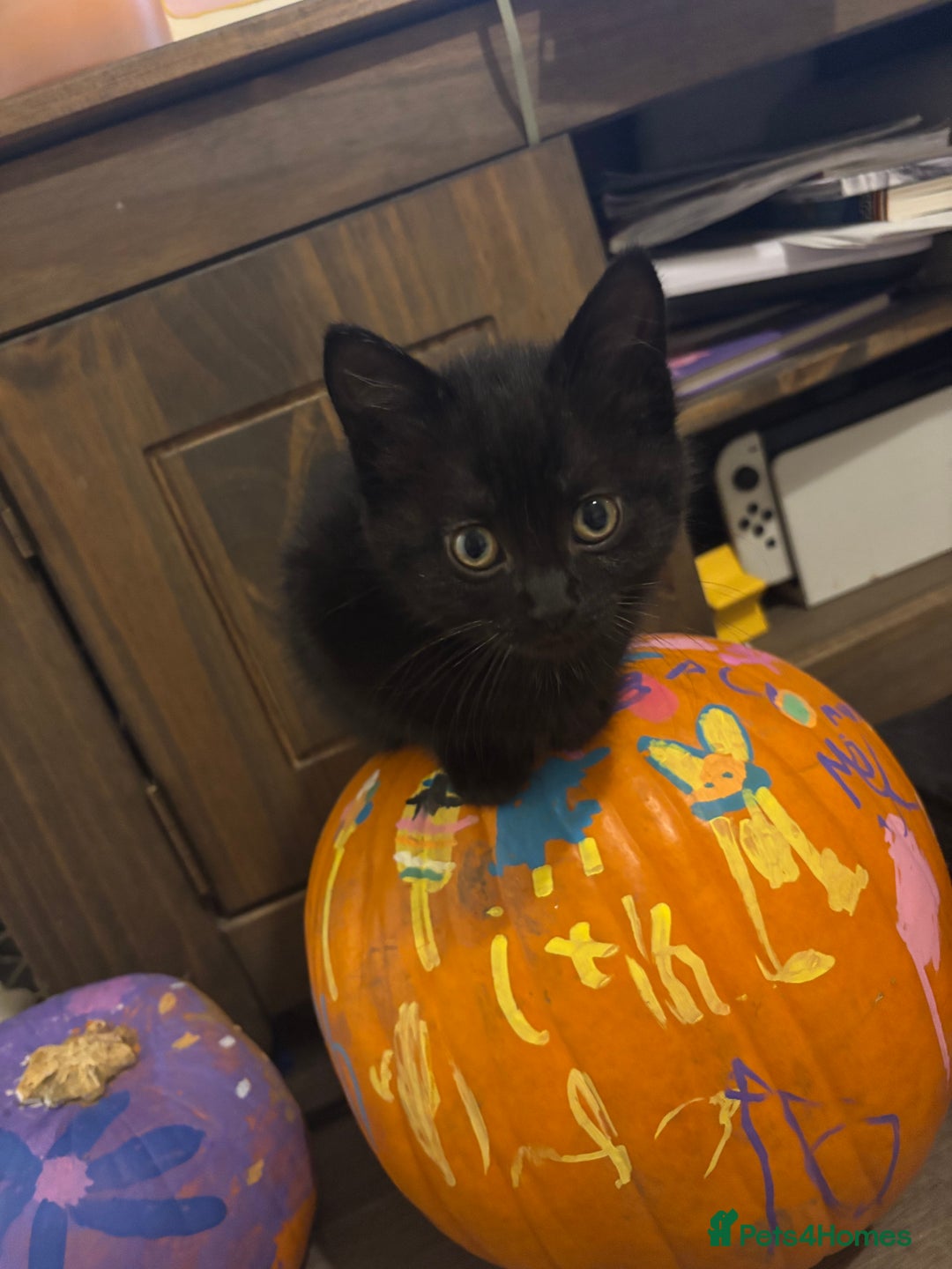 Mixed Breed cats for sale: Ragdoll/domestic shorthair  - Image 25