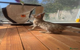Bengal cats for sale: Bengal Kittens Purebred with Champion Lines  - Image 25