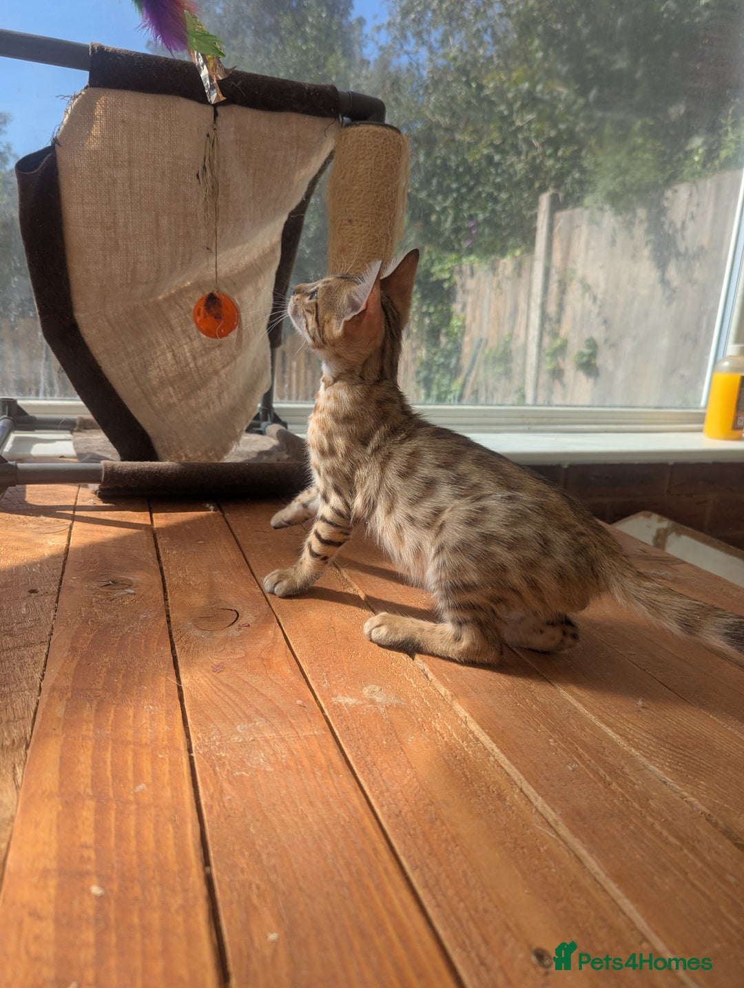 Bengal cats for sale: Bengal Kittens Purebred with Champion Lines  - Image 25