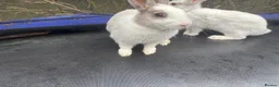 Mixed Breed rabbits for sale: White rabbits for sale in Hull - Advert 2