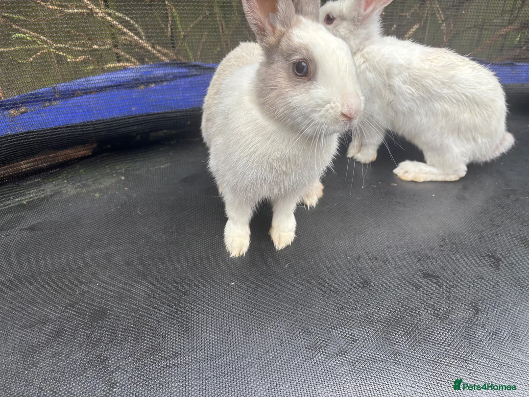 Mixed Breed rabbits for sale: White rabbits for sale in Hull - Advert 2