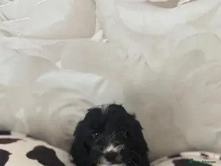 Cockapoo dogs f1 cockapoo 1 boy left 🐶 - Advert 1