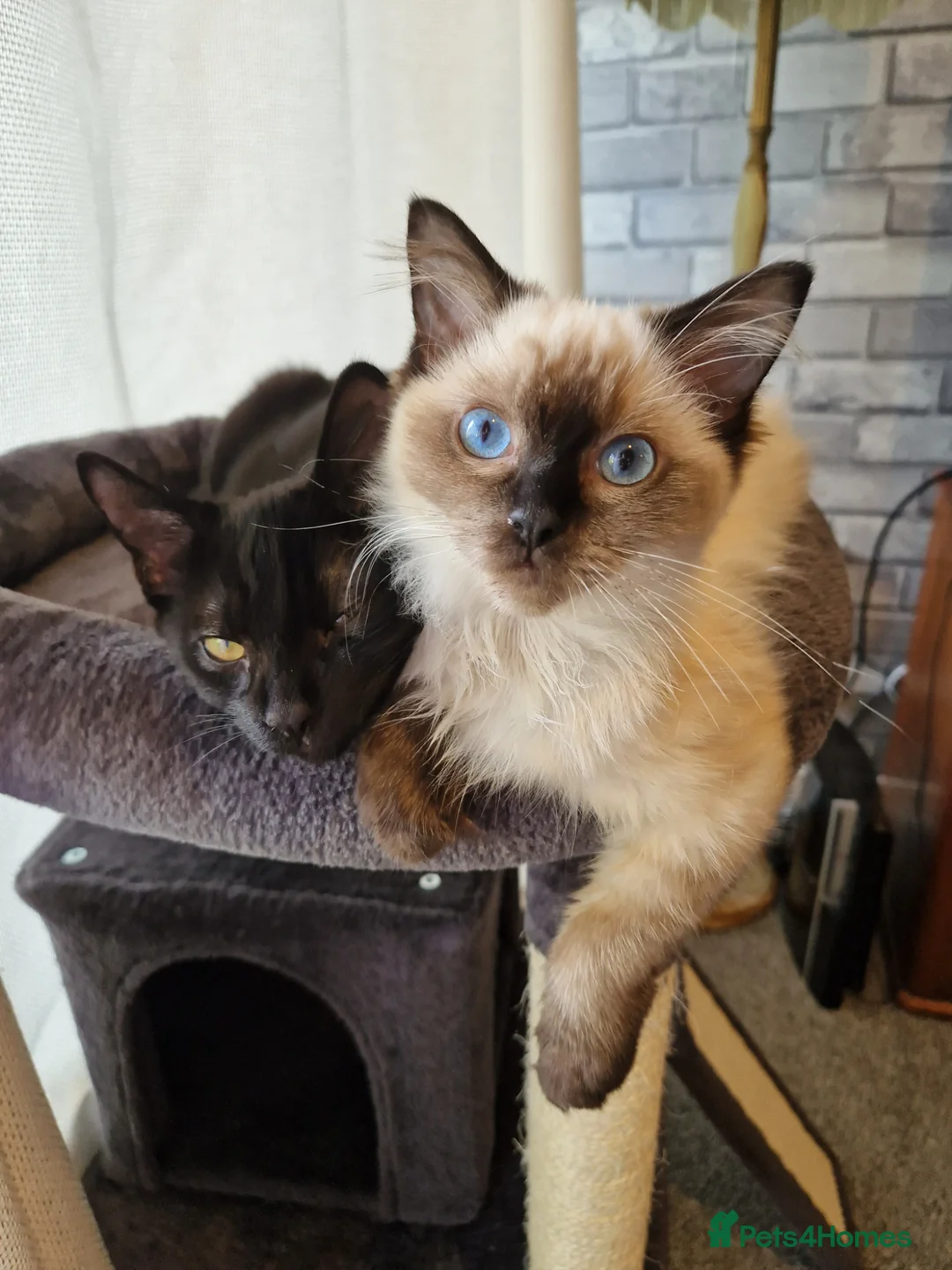 Ragdoll cats for sale: Ragdoll cross kittens  - Advert 5