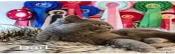 British Shorthair cats for sale: GCCF reg. Full vaccination BritishShorthair kitten - Advert 5