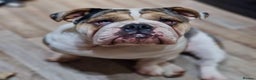 English Bulldog dogs for sale: English bulldog puppies - Advert 39