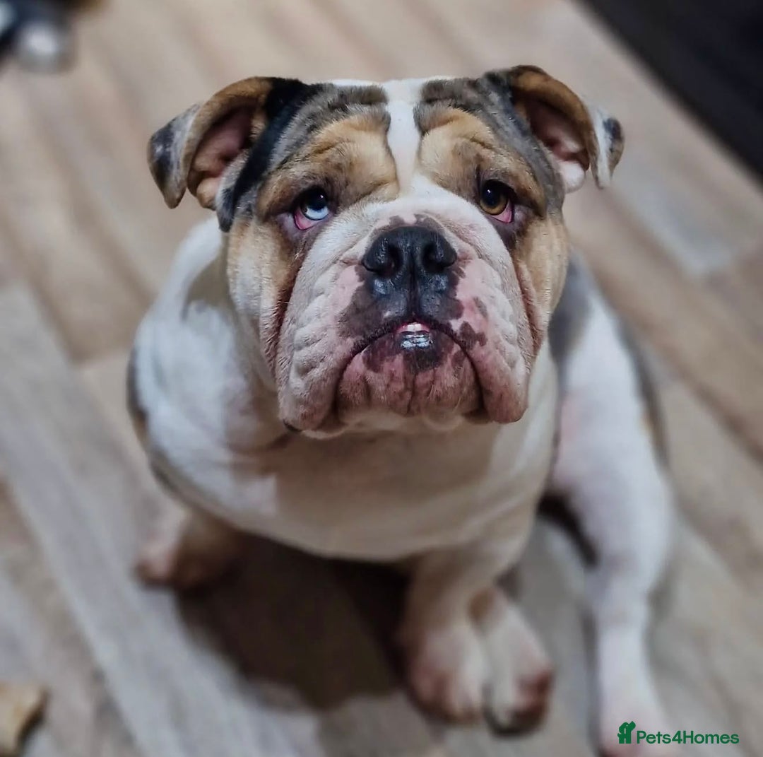 English Bulldog dogs for sale: English bulldog puppies - Advert 39