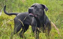 Cane Corso dogs for sale: Cane Corso Pups  - Image 9