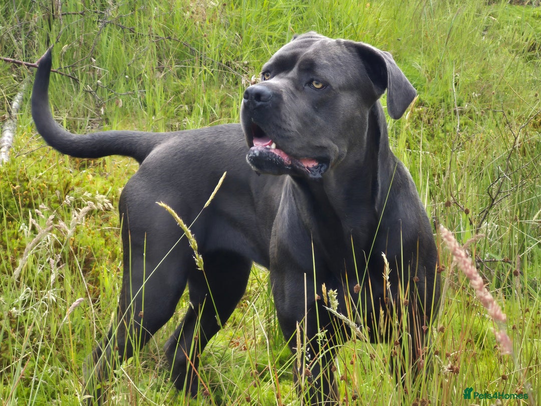 Cane Corso dogs for sale: Cane Corso Pups  - Image 9