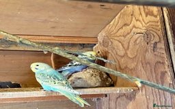 Budgerigars birds for sale: Baby budgies  - Image 6