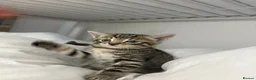 American Shorthair cats for sale: American ShortHair Kitten - Advert 2