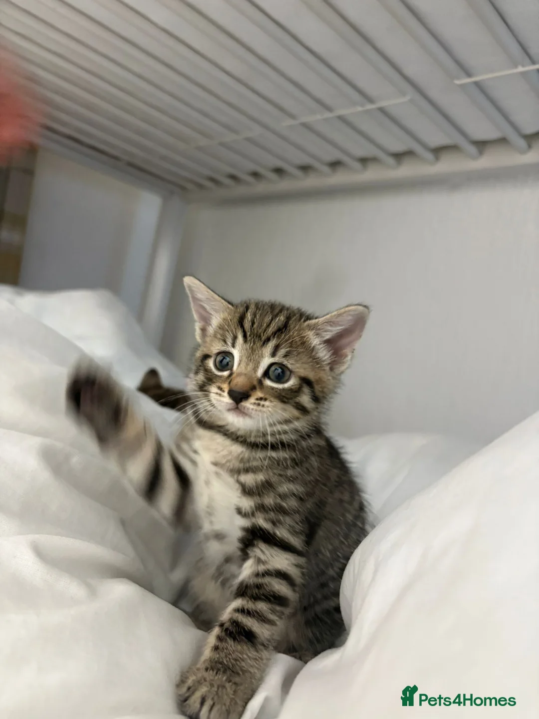 American Shorthair cats for sale: American ShortHair Kitten - Advert 2