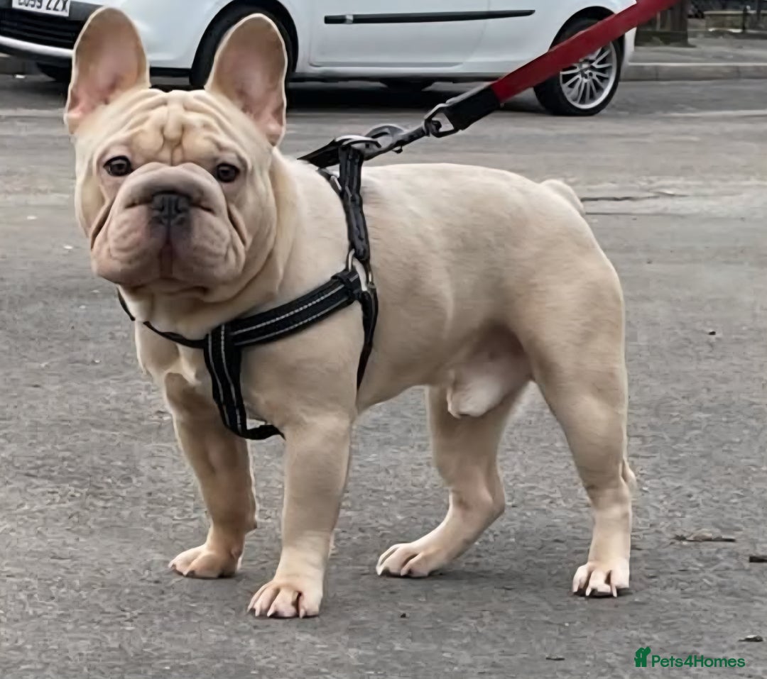 French Bulldog dogs for sale: Beautiful litter of 5 french bulldogs for sale  - Image 2