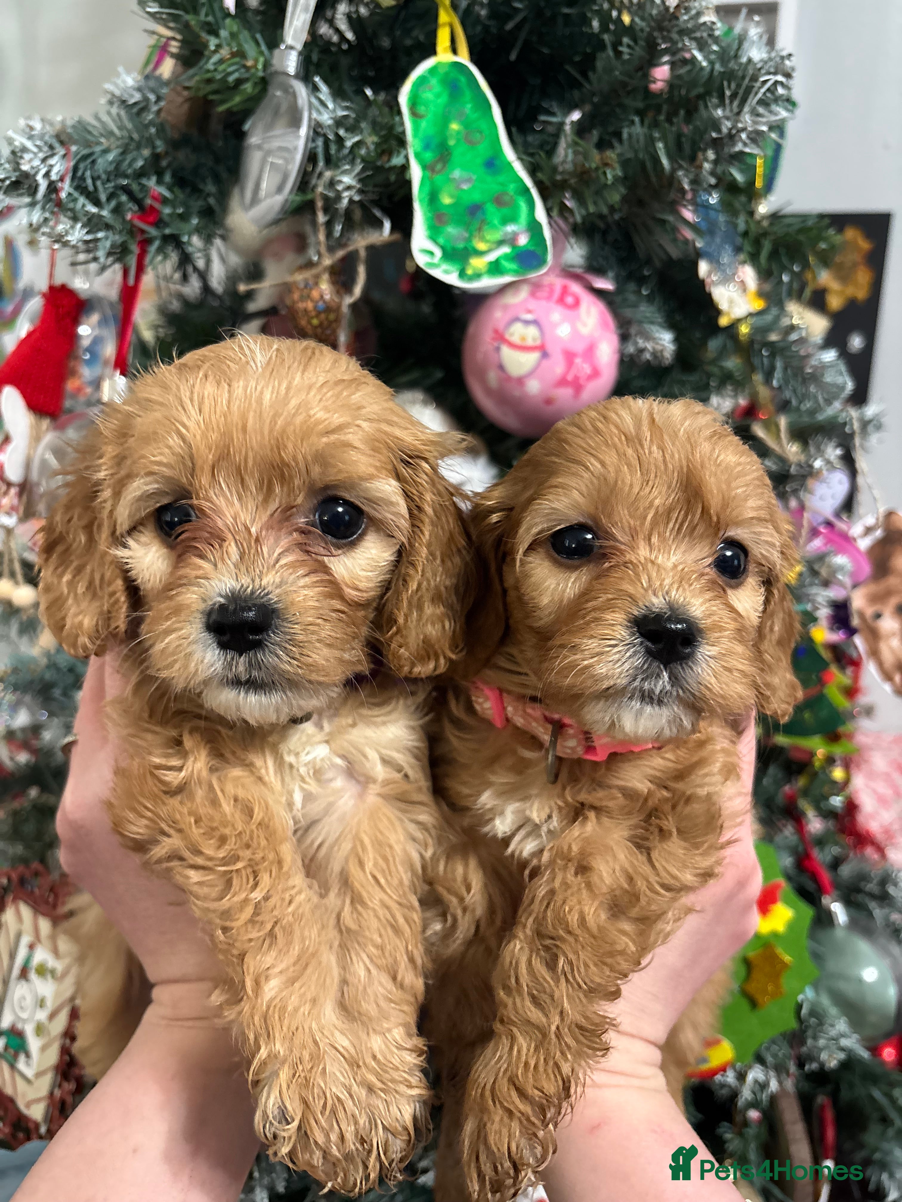 Cavapoo dogs Gorgeous F1 Cavapoo puppies. Health tested parents - Advert 2