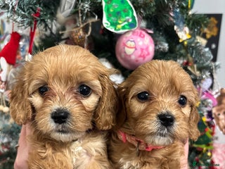 Cavapoo dogs Gorgeous F1 Cavapoo puppies. Health tested parents - Advert 2