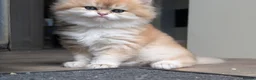 British Shorthair cats for sale: Fantastic boy and very nice girl  - Advert 5