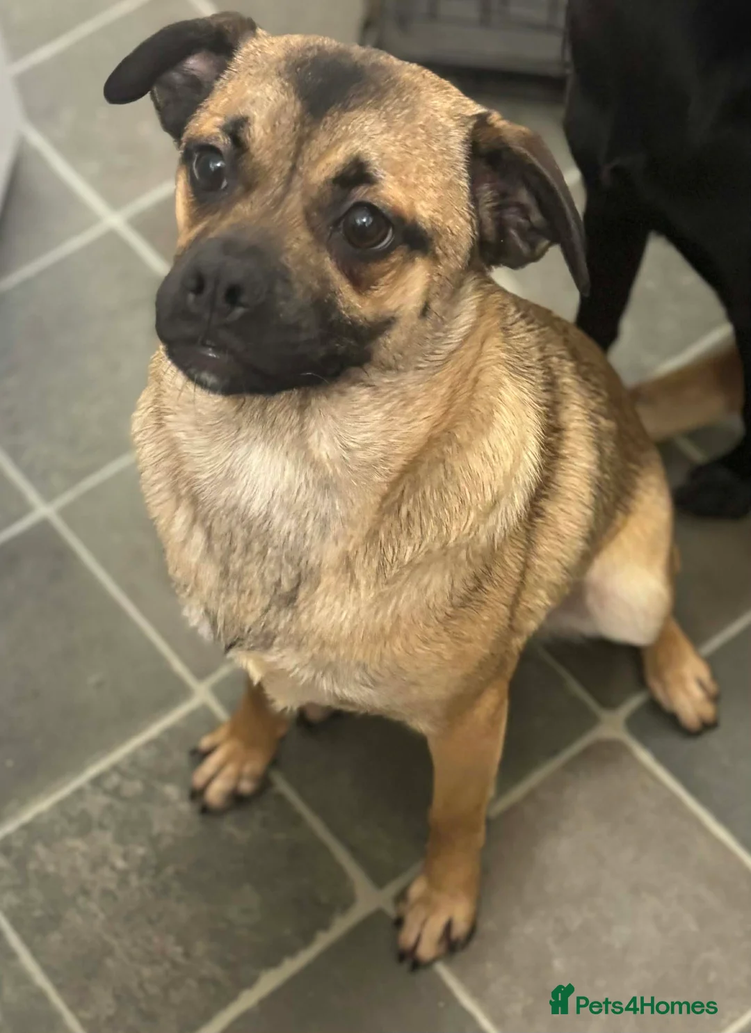 Mixed Breed dogs for sale: Pug cross  - Advert 1