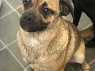 Mixed Breed dogs Pug cross - Advert 15