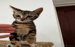 Mixed Breed cats for sale: Gorgeous Marble fur kitten - Ready now - Image 2
