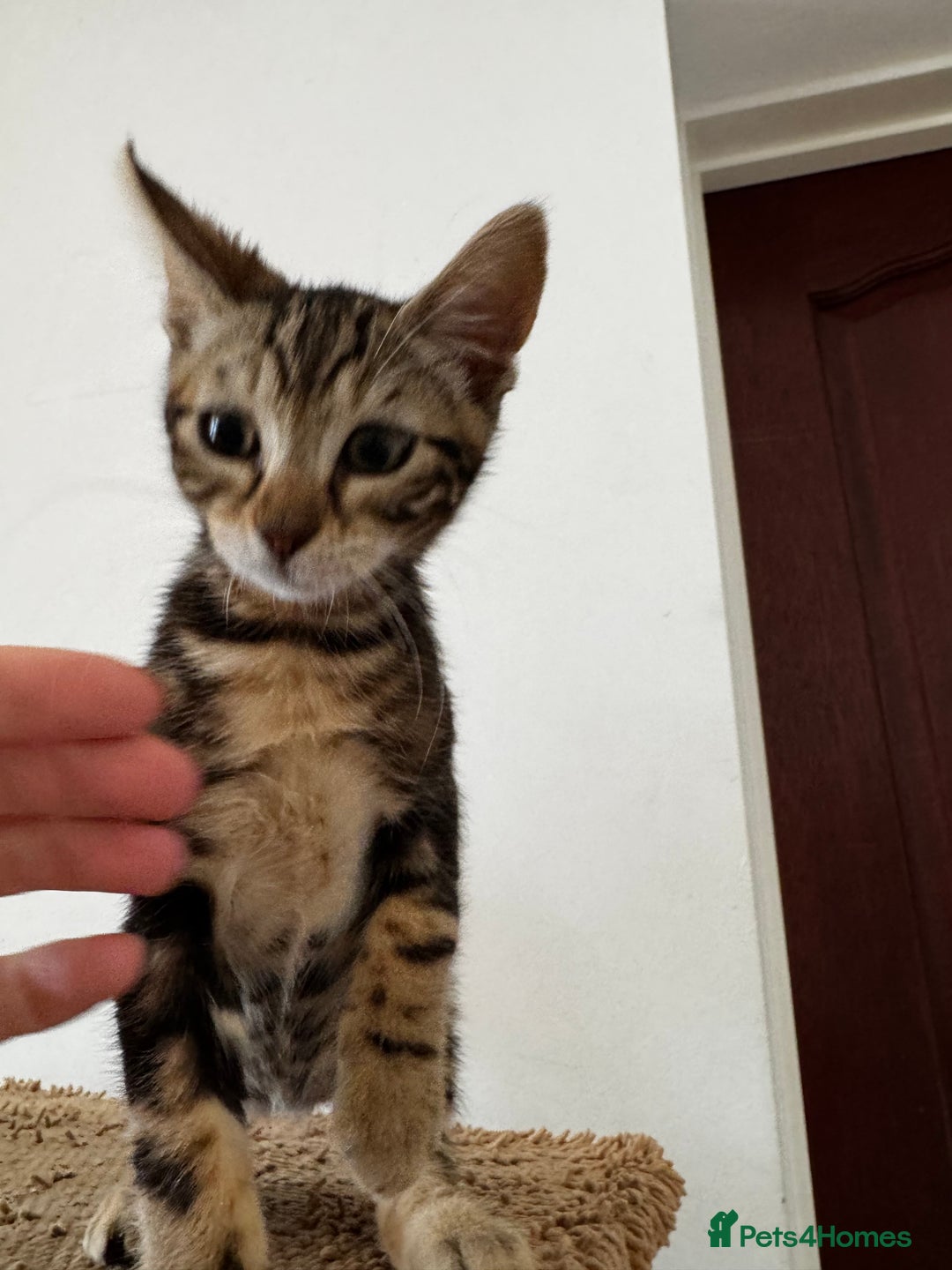 Mixed Breed cats for sale: Gorgeous Marble fur kitten - Ready now - Image 2