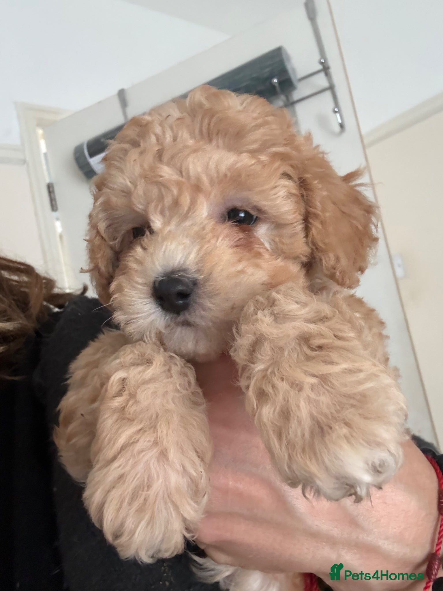 Maltipoo dogs 🧸5 stunning small teddy bears half Korean  🧸  - Advert 2