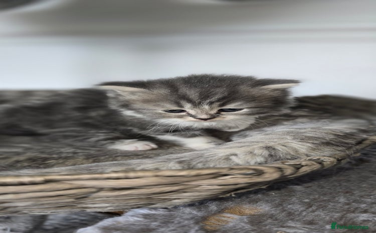 Persian cats - Advert 2