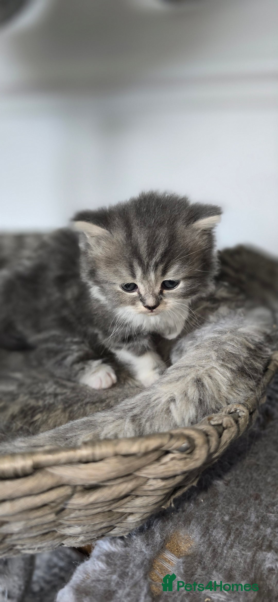 Persian cats for sale: 😻 Stunning persian kittens  - Image 9