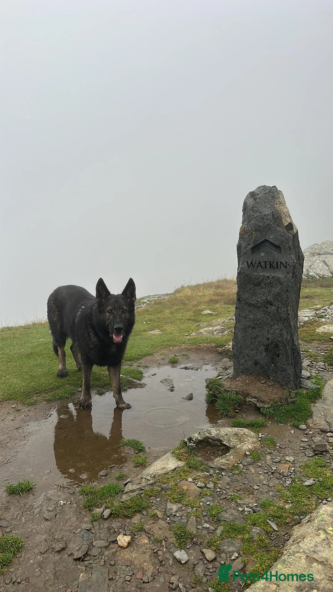 German Shepherd dogs for sale: KC Registered Czech Working Line in Hatfield - Advert 2
