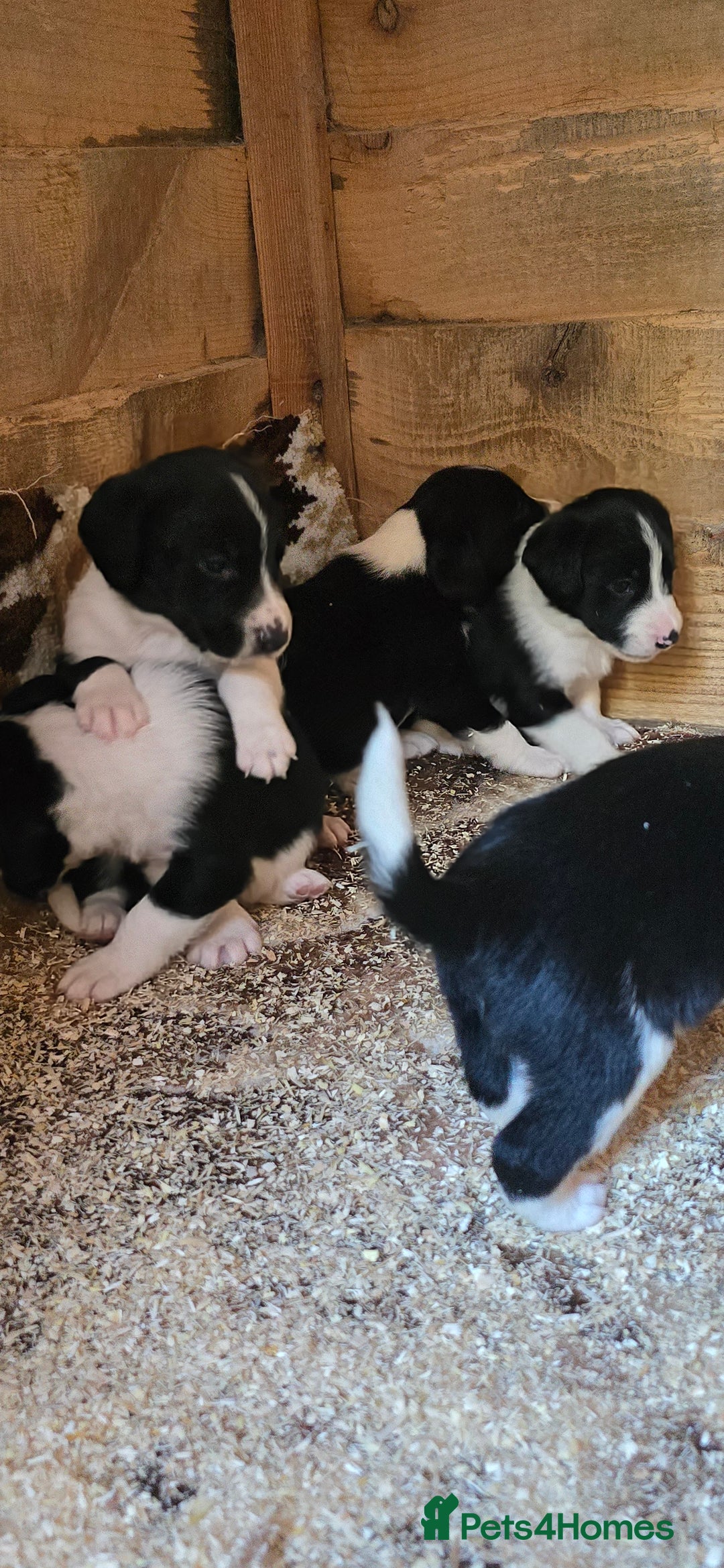 Sprollie dogs for sale: 7 lovely sprollie pups for sale - Image 3