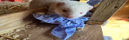 Ferret rodents for sale: 2 albino hob kits for sale - Advert 2