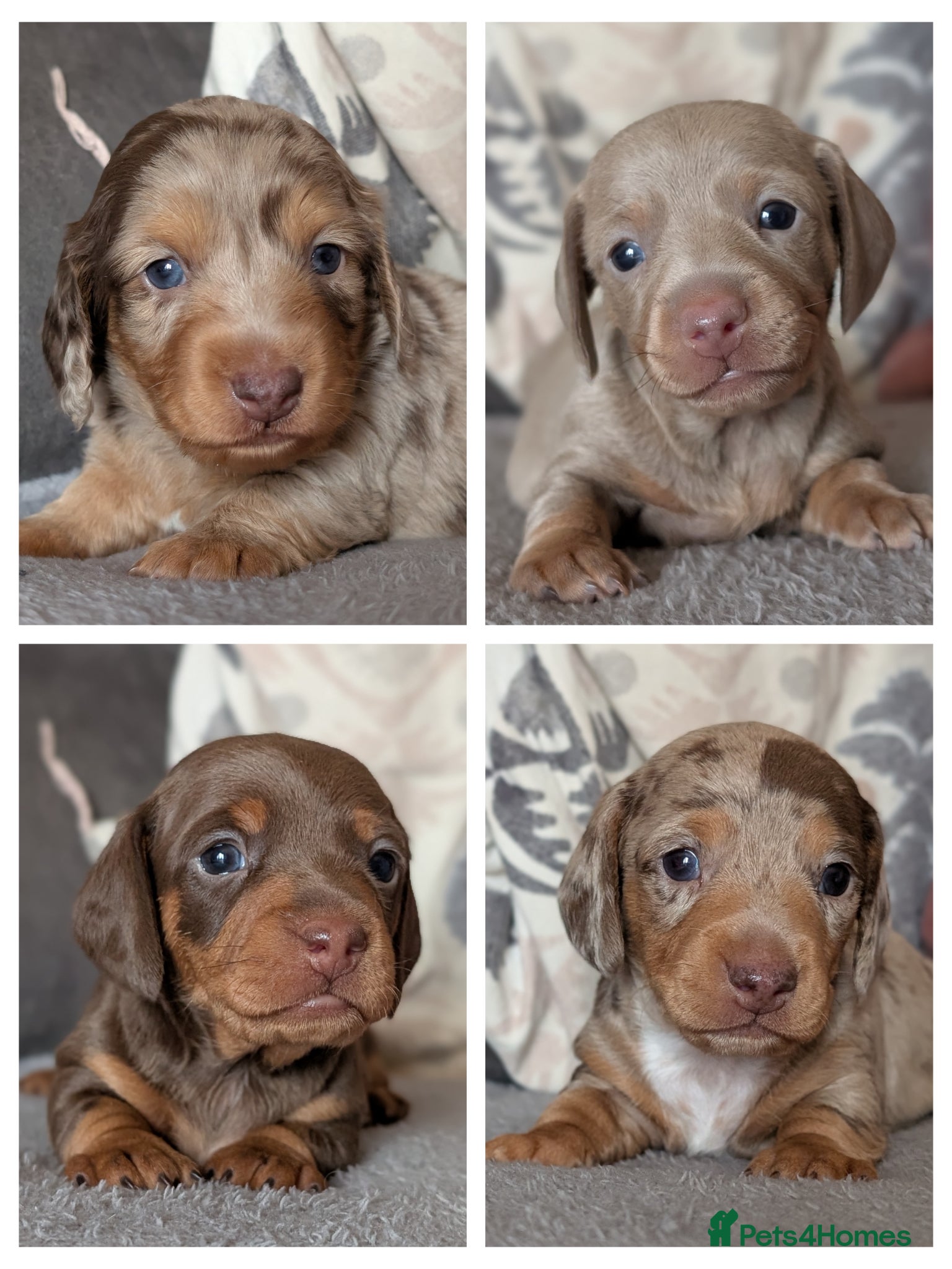 Miniature Dachshund dogs KC reg Miniature Dachshund long and short haired  - Advert 1