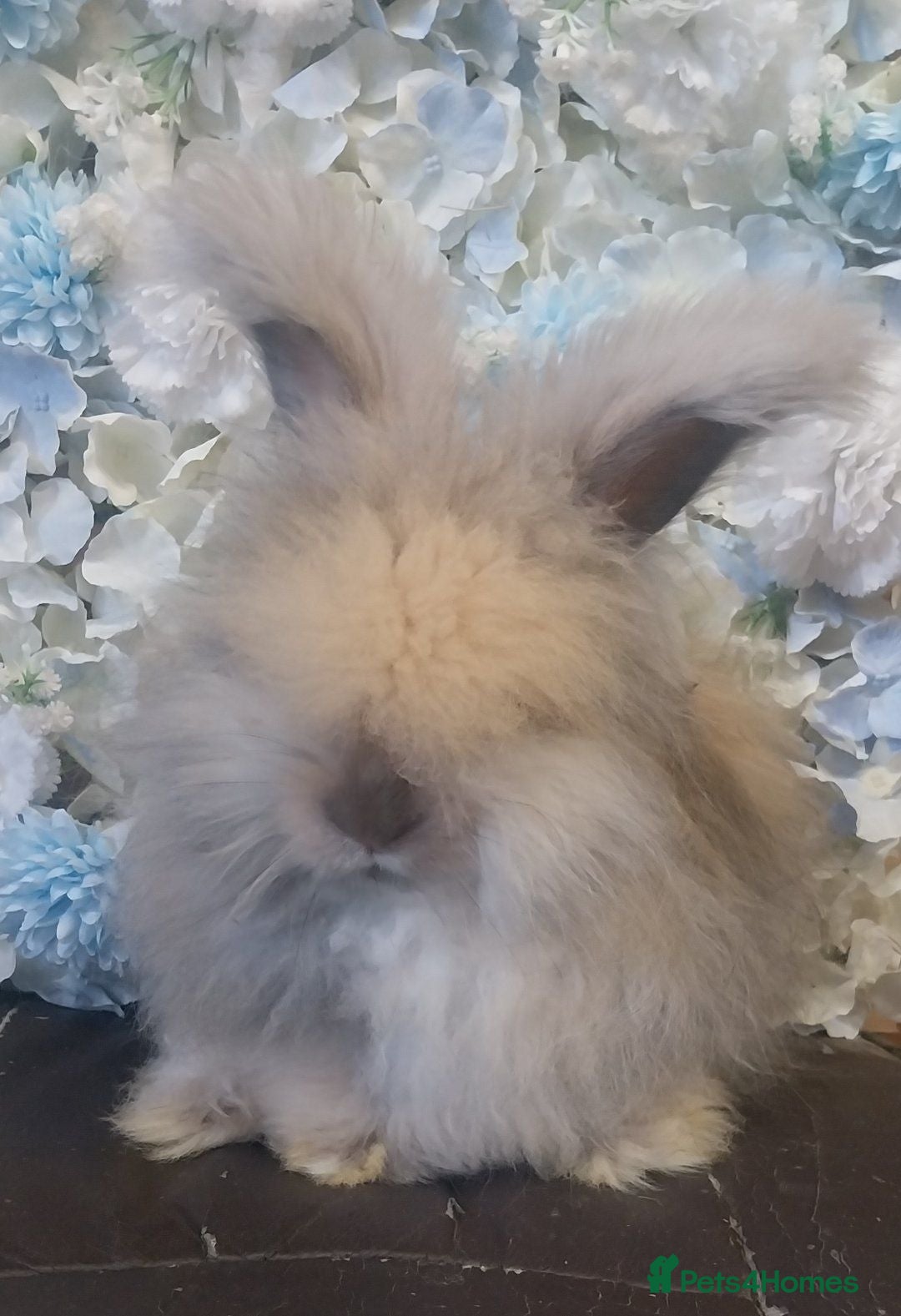 Angora rabbits Beautiful Angora boys x 2  - Advert 1