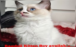 Ragdoll cats for sale:  RAGDOLLS KITTENS🐱😻 1 Boy bicolour available 😻 - Image 4