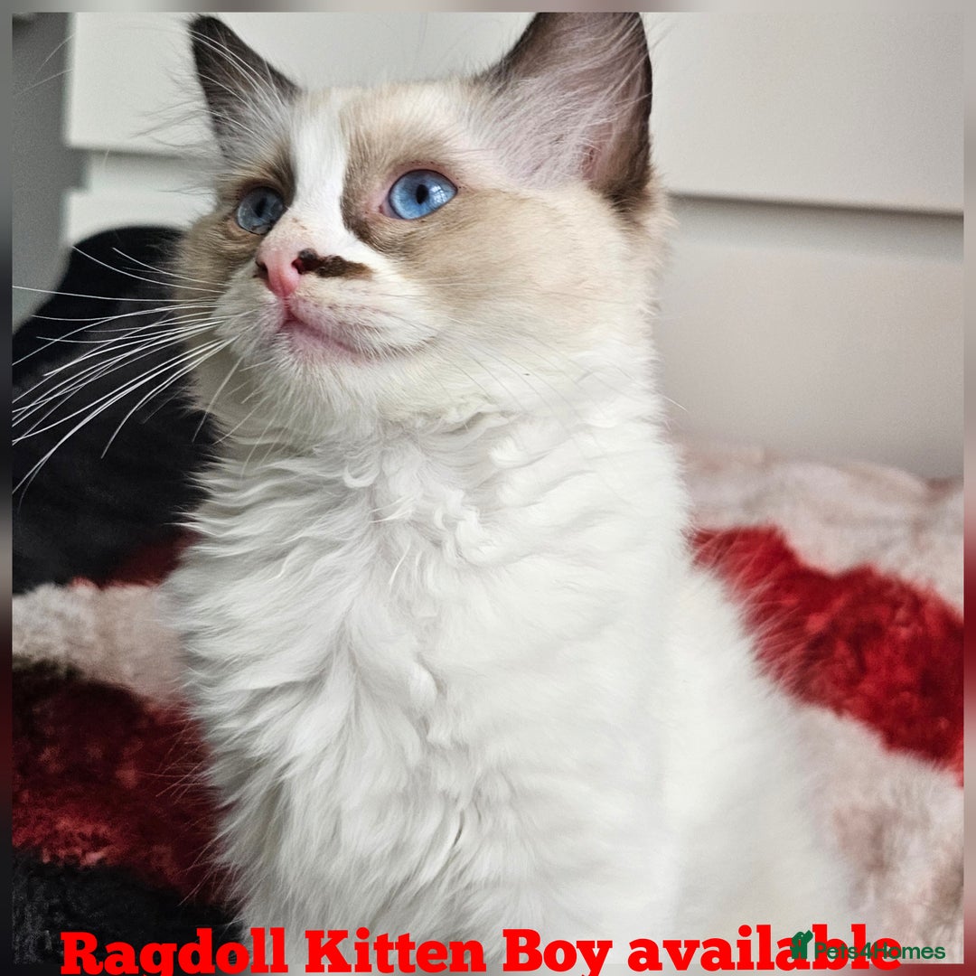 Ragdoll cats for sale:  RAGDOLLS KITTENS🐱😻 1 Boy bicolour available 😻 - Image 4
