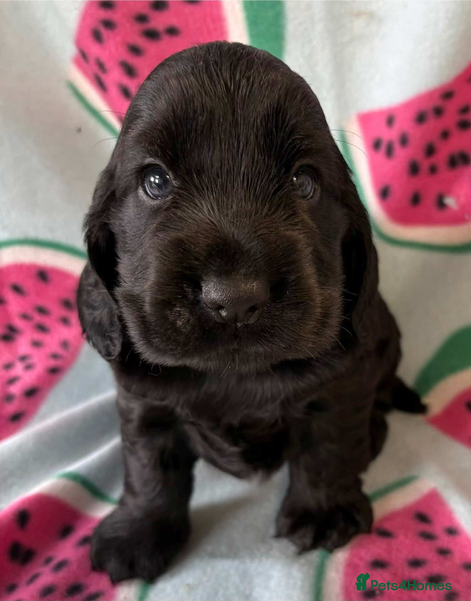 Cocker Spaniel dogs Stunning show type cocker spaniels - Advert 1