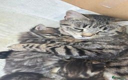 British Shorthair cats for sale: 🐾 Adorable Kittens Looking for  Home! 🐾 - Image 6