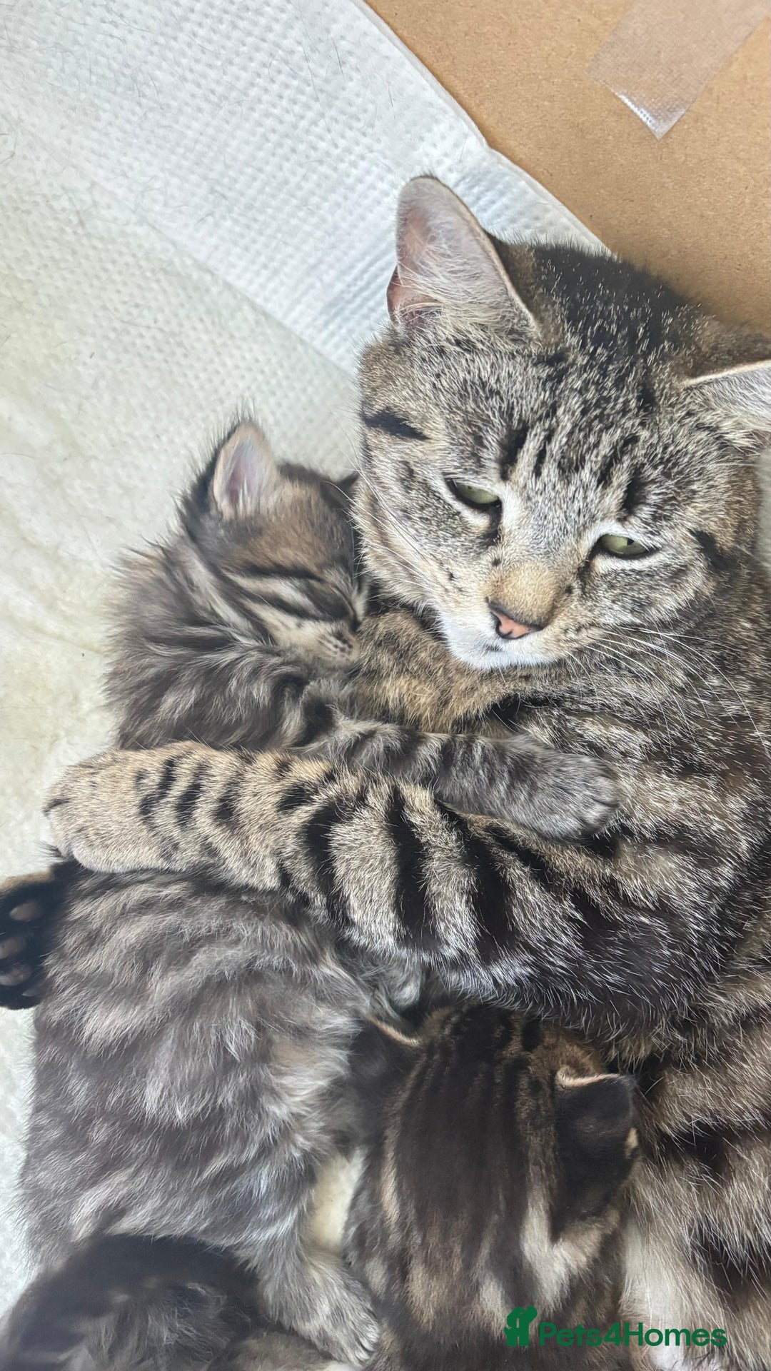British Shorthair cats for sale: 🐾 Adorable Kittens Looking for  Home! 🐾 - Image 6