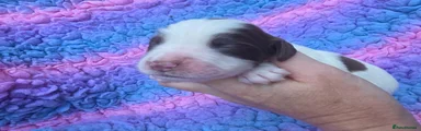Destrier Rose Blossom - Liver/ White Girl